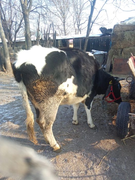 Vand vitica 2 ani gestatanta in doua luni