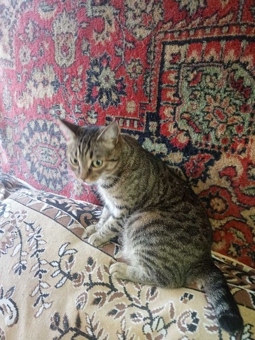 Отдам в добрые руки кошечку