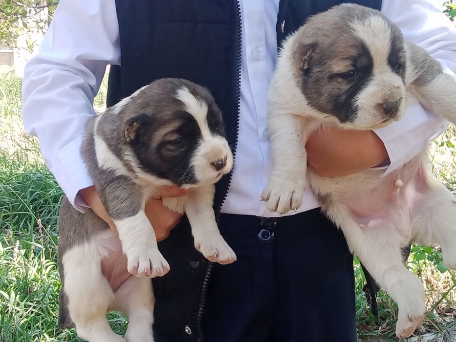 Алабай күшіктер сатылады