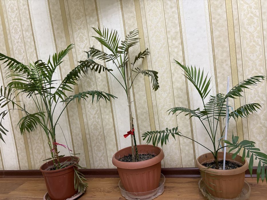 Продам  цветы  комнатные