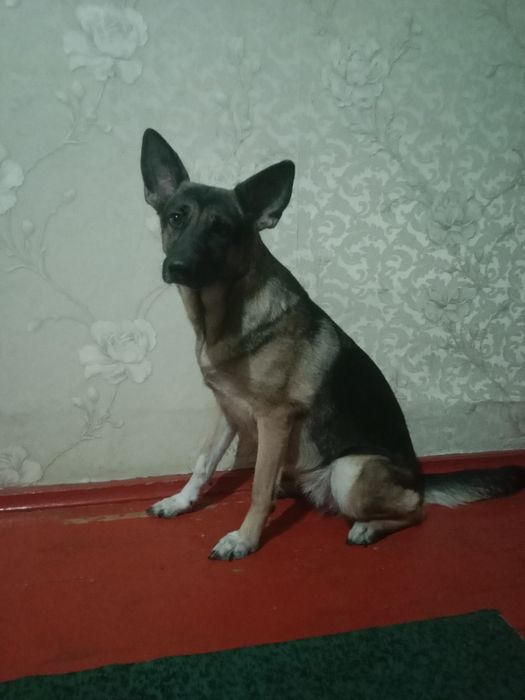 Отдам немецкую авчарку