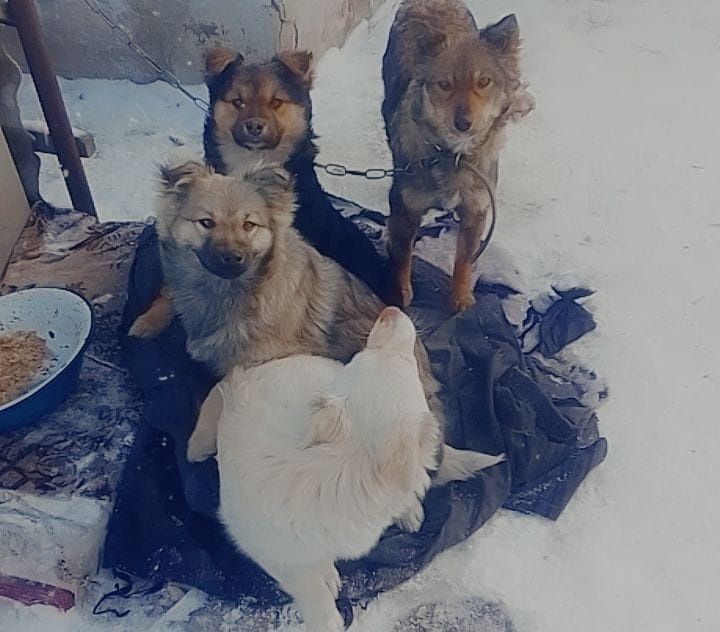 Дарю собаку!       .