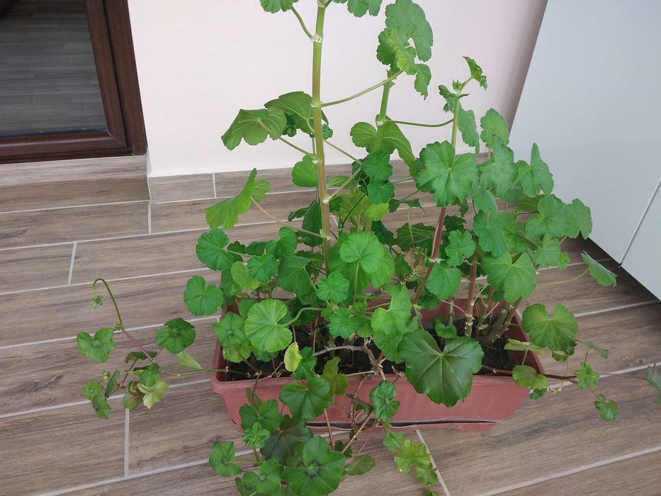 Резници на мушкато,сакъзче, налба, 1 бр. за 0,90ст, различни цветове