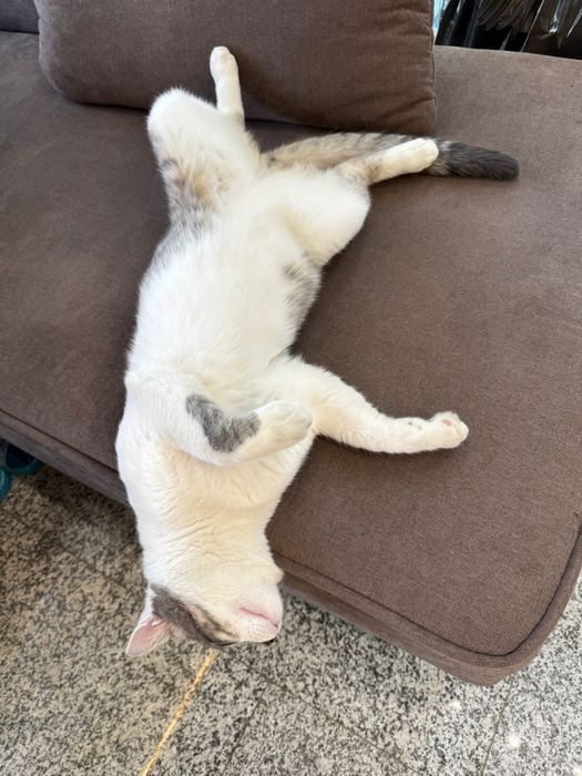 Животные кот 1 год