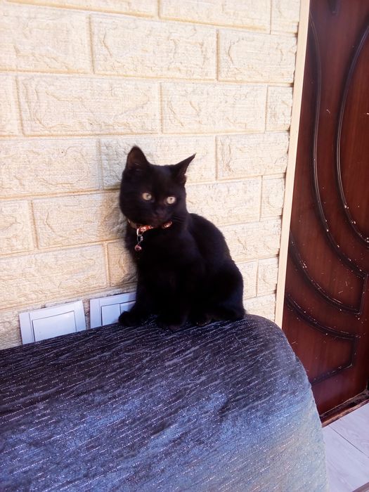 Отдам даром котенка