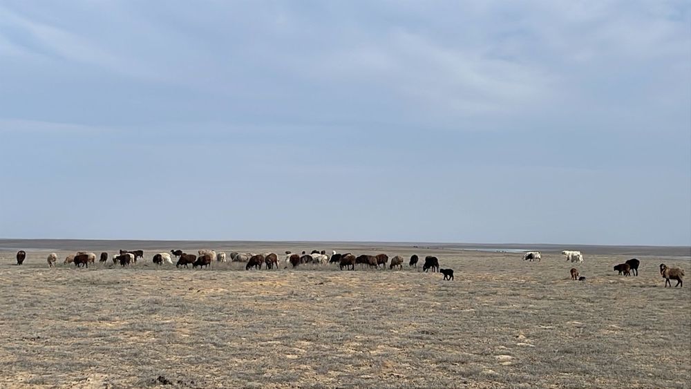 Сатылады козылы койлар