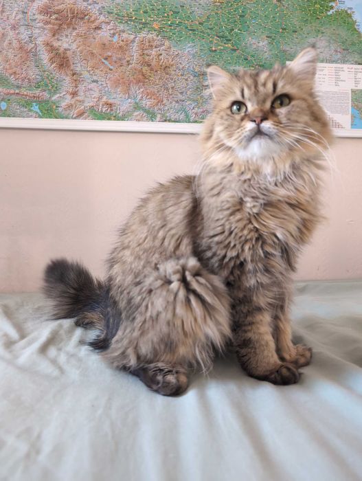 Мъжки котарак за Разплод