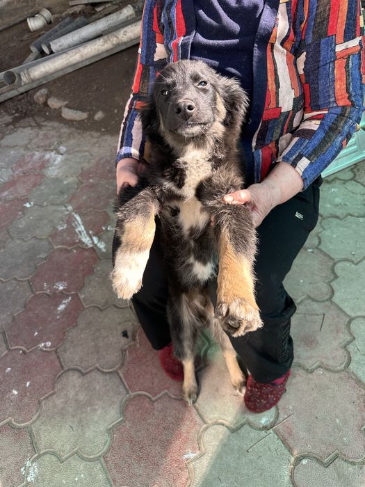 Щенки: девочка и мальчик в добрые руки