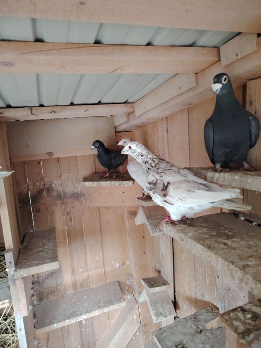 Porumbei  culori rare