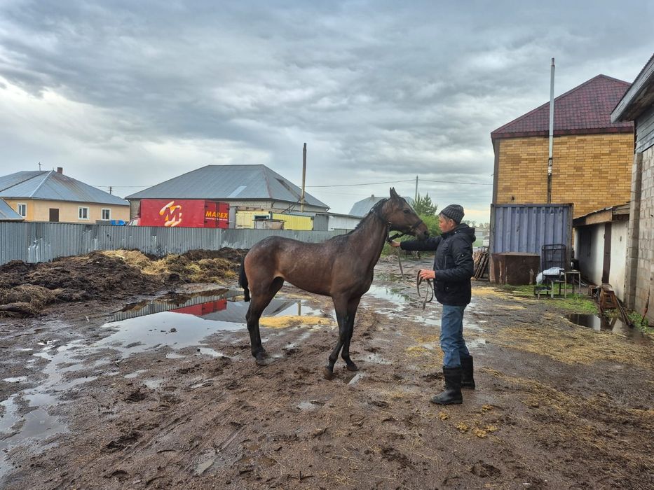 Байтал ағылшын  2020