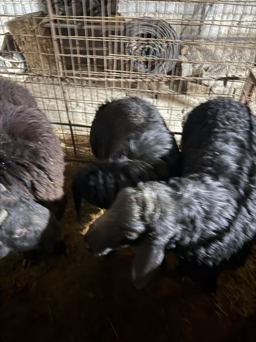 Qoʻchqorlar qoyla 135000 mindan kilosi