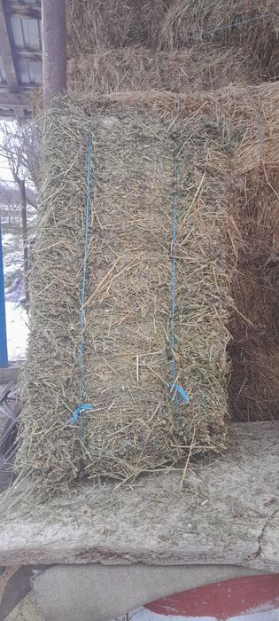 Vând baloti de lucerna