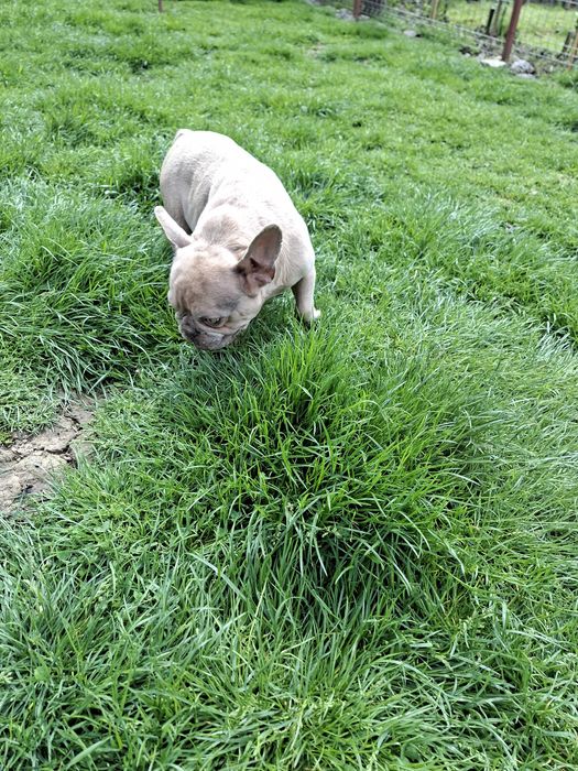 Bulldog francez femelă