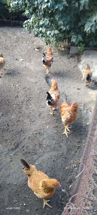 Продам молодых куриц и петухов
