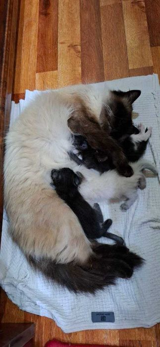 Сиамский котенек в хорошие руки