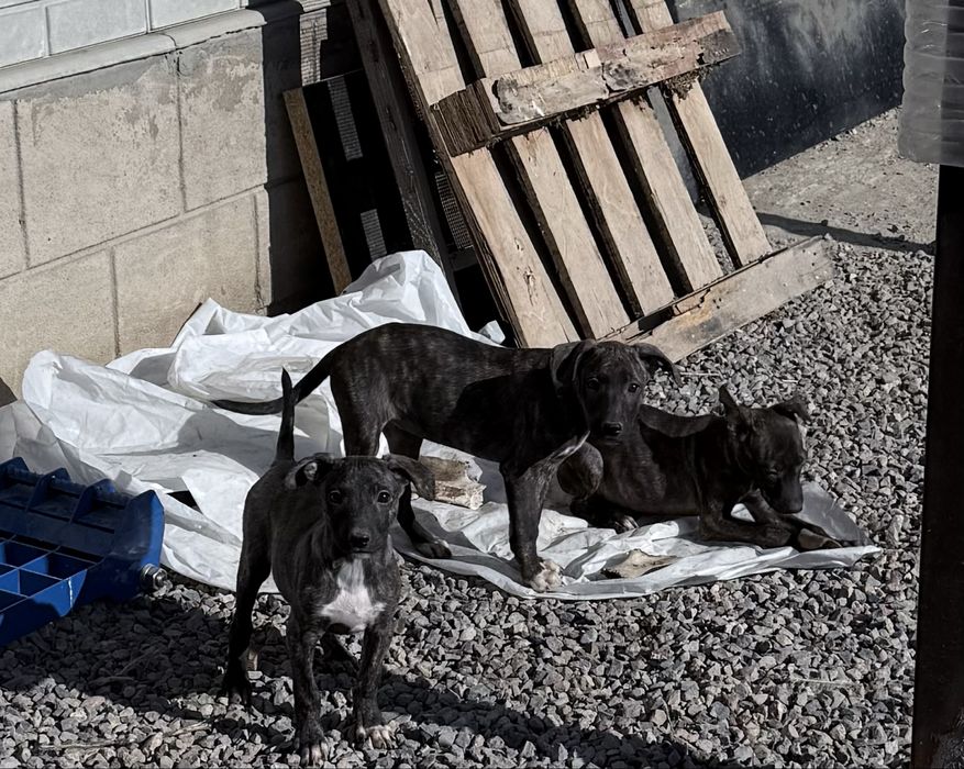 Продам шенков стафорда