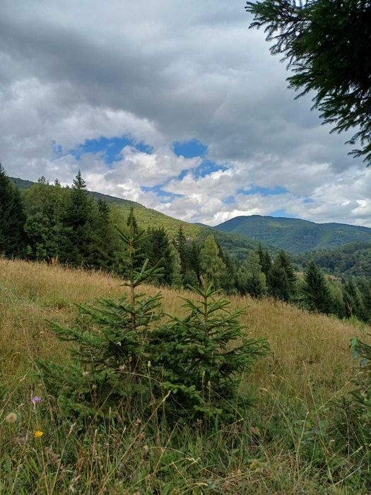 Teren extravilan Câmpu lui Neag(Fețele Topliței)-judetul Hunedoara