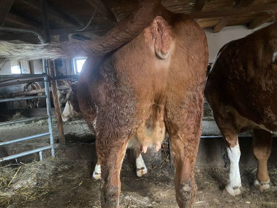 Vând juninci gestante