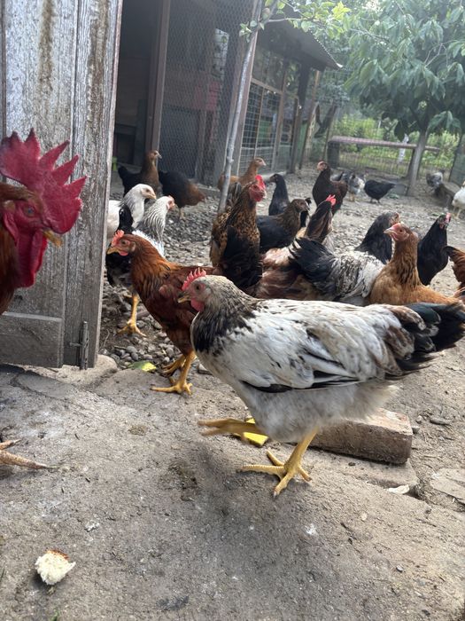 Cocosei rasa mixta de 3luni