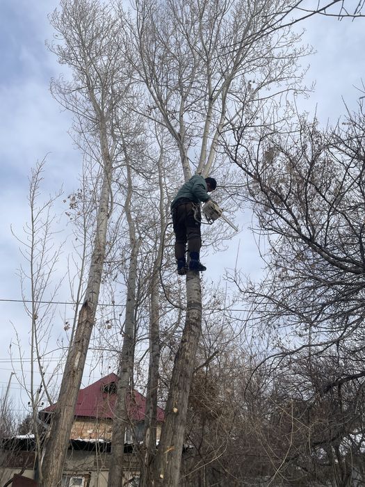 15.000 тенге. Спил деревьев,аварийных деревьев