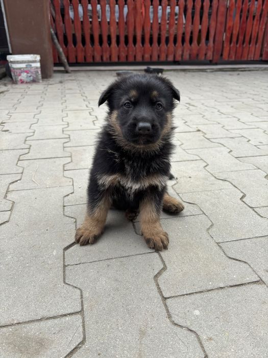 Pui Ciobanesc german