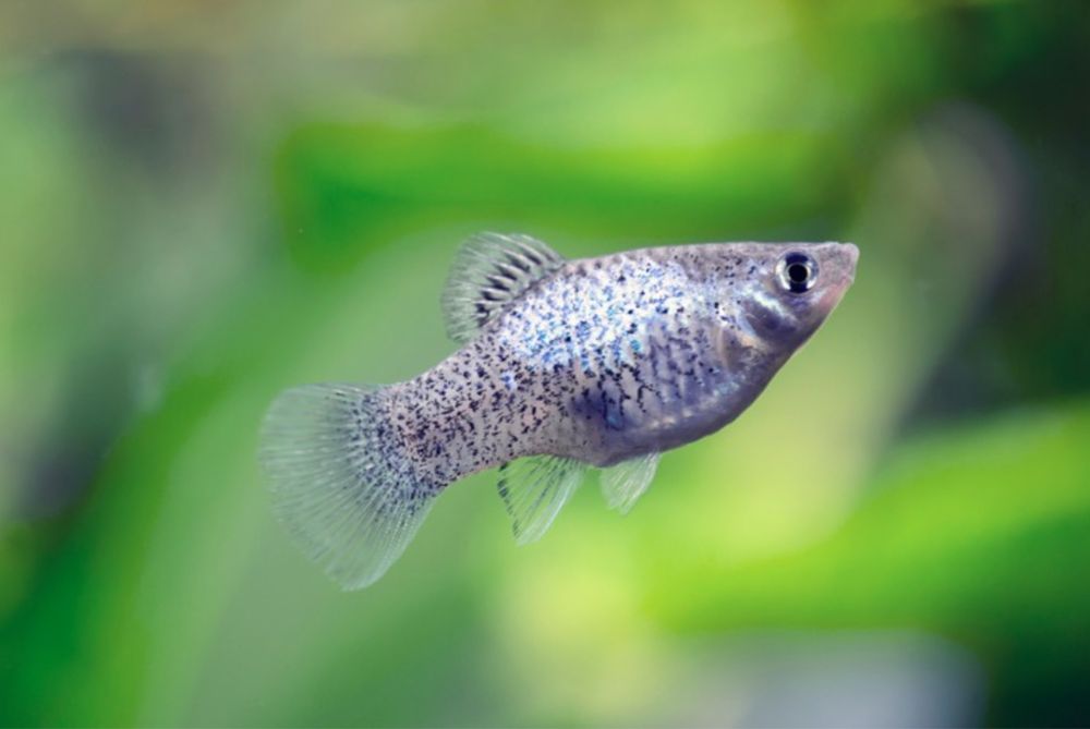 Продам рыбки живородки.