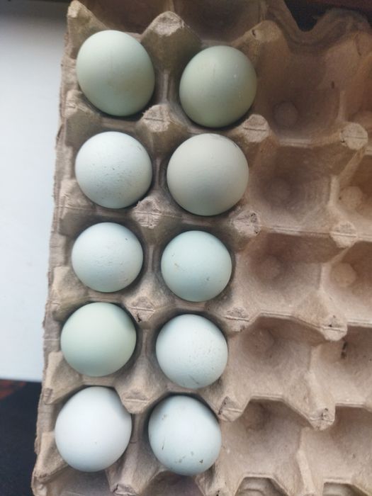 Ухайли кора, ухайли ок, амераукана тухумлари сотилади.