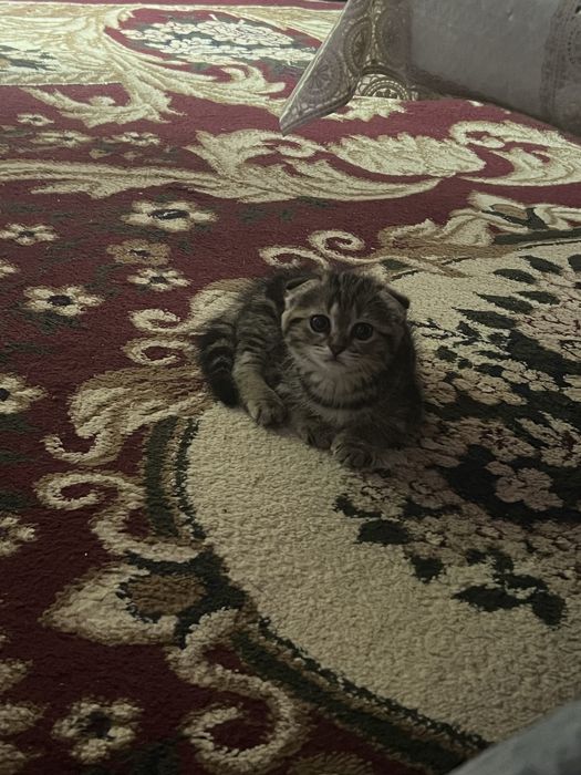 Scottish chinchilla