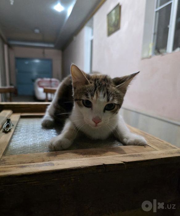 Трехцветный котёнок, девочка