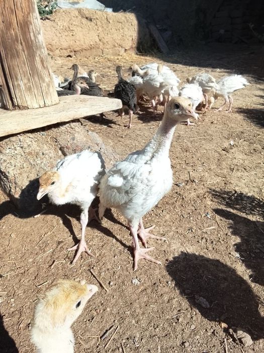 BIG 6 Kurkalari SOTILADI
