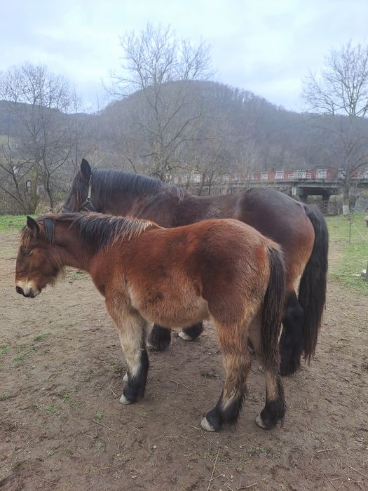 Manza ardeneza 6 luni