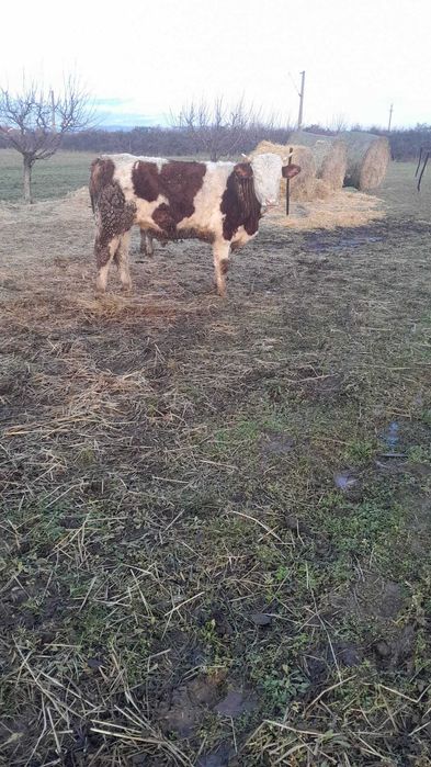 Taur Baltat Romanesc