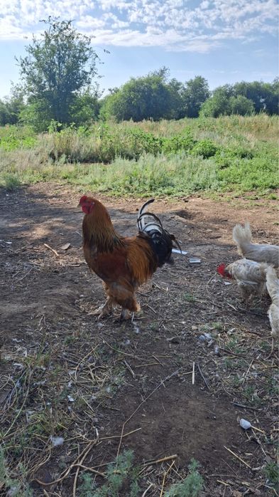 Продам 2 петухов