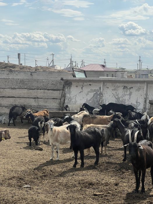 Ләк ешкі сатылады