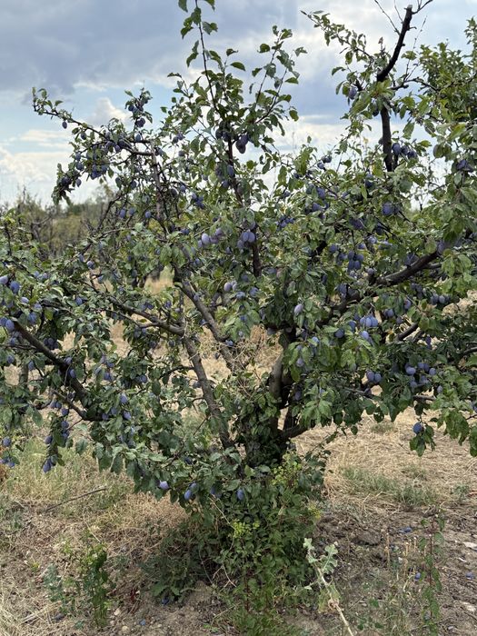 Vand Prune din soiurile: Stanley, Anna Spath si D'agen (Arjan)