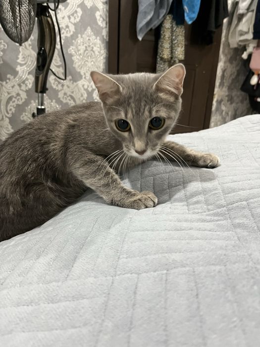 Отдам кошку полу британка.               ………