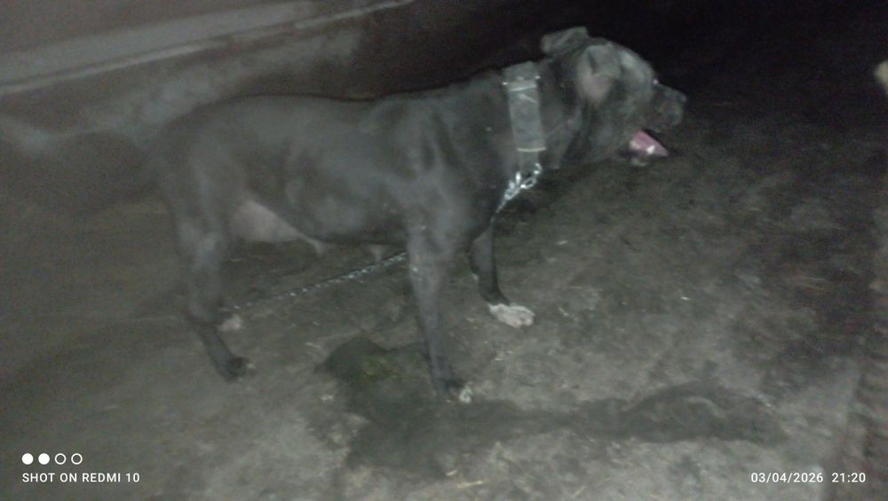 Pidbul 2 yosh ovqat yiydi