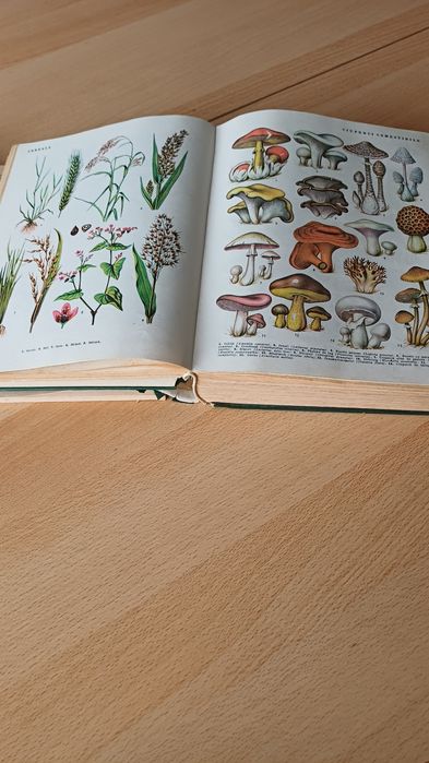 Dictionar al limbii române 1984