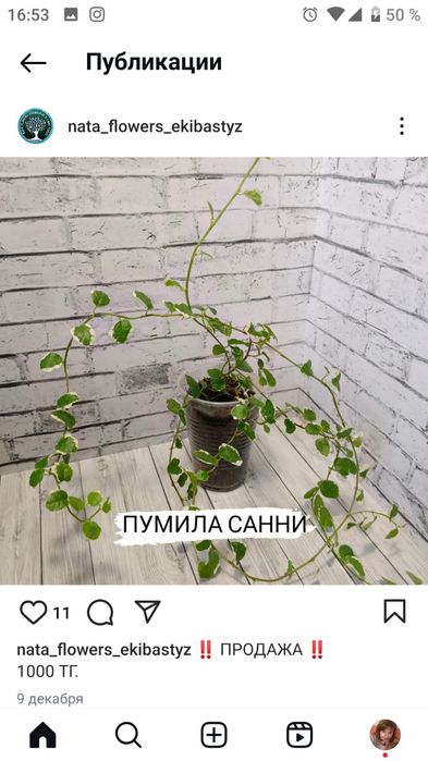Продам фикусы сортовые.