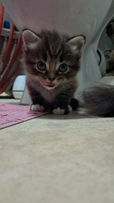 Котята "Тукседо*