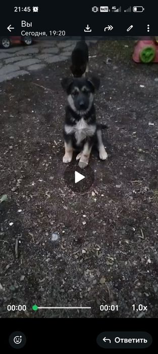 Продам щенков ВЕО!