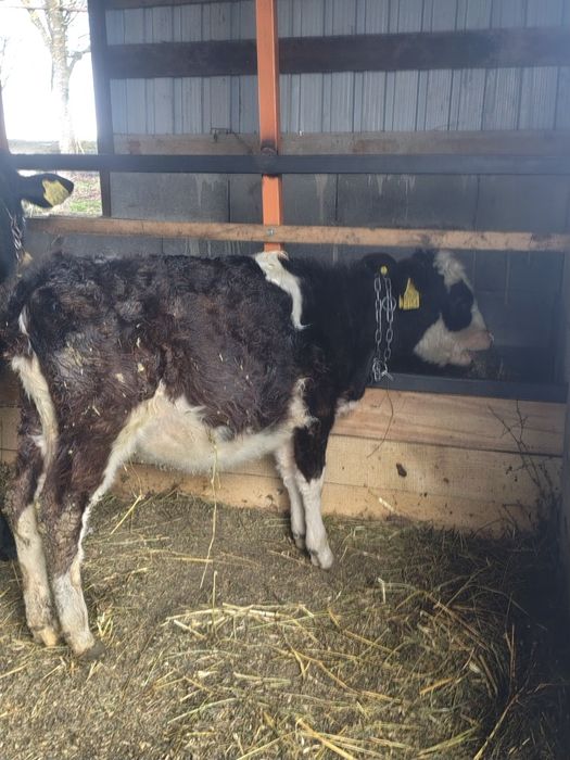 vând vitea de 3 luni jumate cu acte