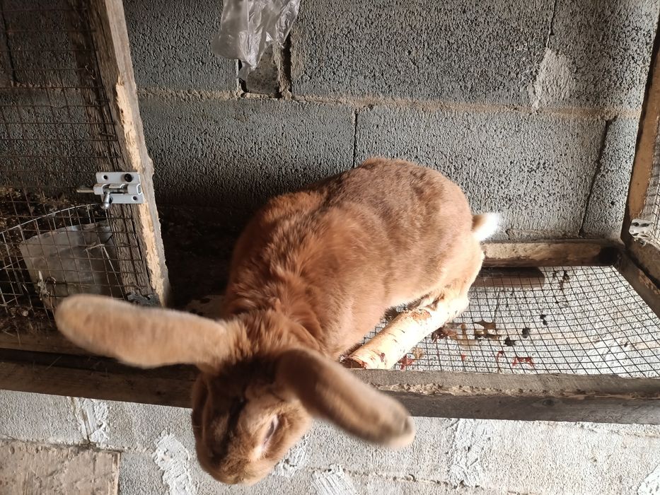 Продам кроликов, кролов