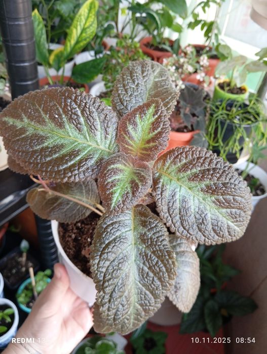 Продам цветы комнатные