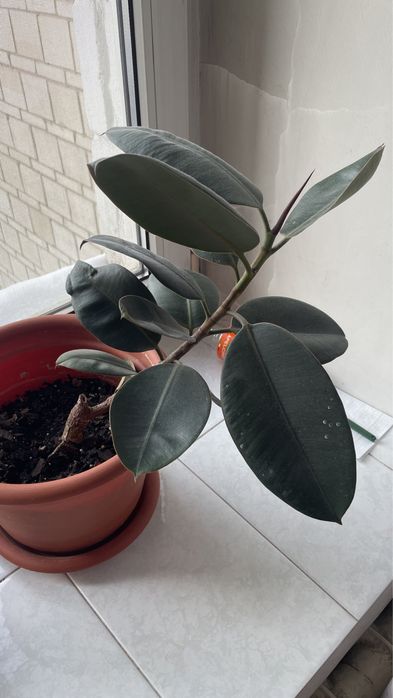 Фикус Абиджан продам