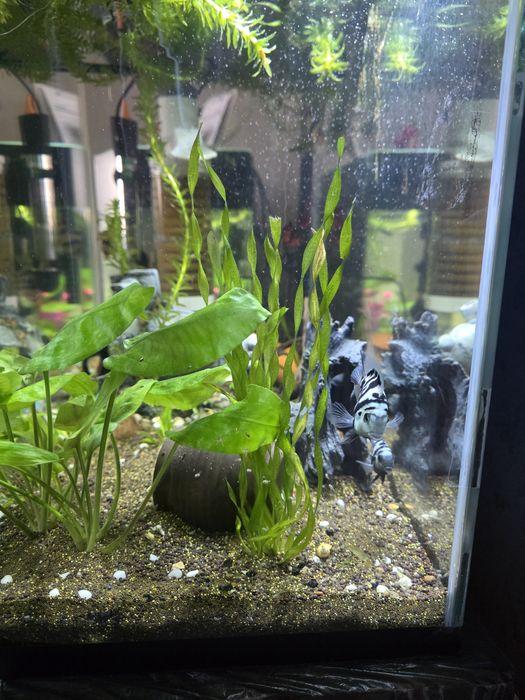 Рыбки попугай. Майкудук