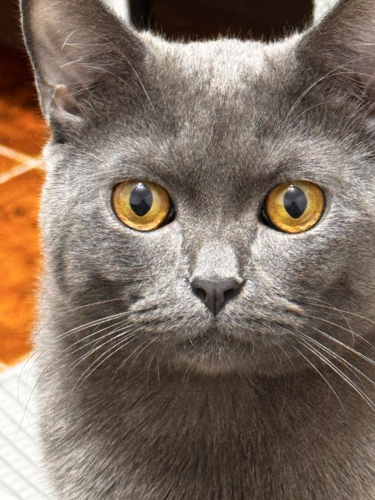 Кот, британец, ЛОРД