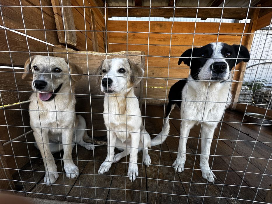 Бесплатно щенки в очень добрые руки,не на цепь,