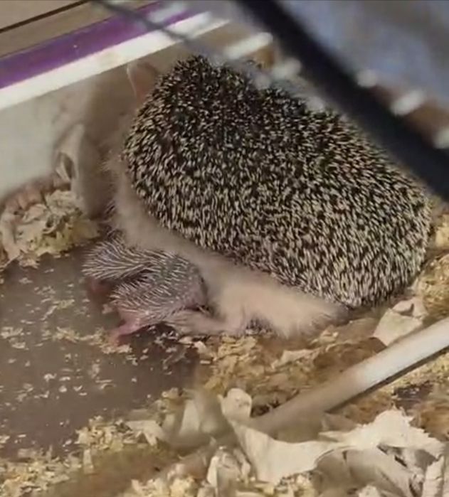 Продам маленьких ушастых ёжиков