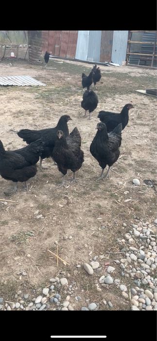 Джерсийский гигант 5 айлык балапандары